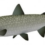 Amemasu