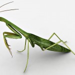 Praying Mantis 3d model