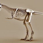 Tyrannosaurus Rex skeleton free 3d model