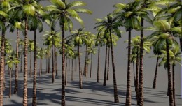palm_tree