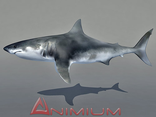 3D models Shark | Free 3D Models for Maya and 3DS MAX