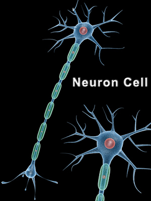 Neuron Cell 3d model - Free 3d models