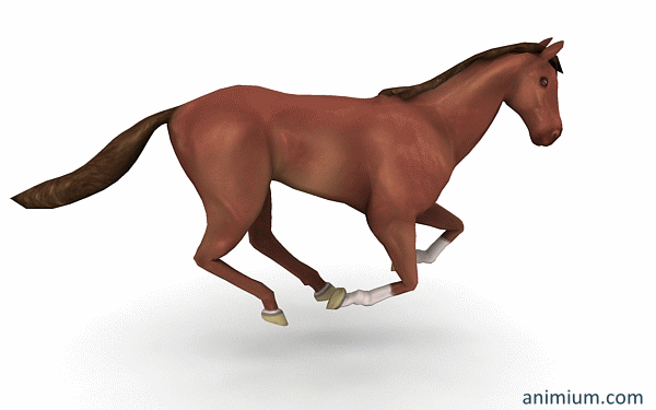 Horse Gallop animation